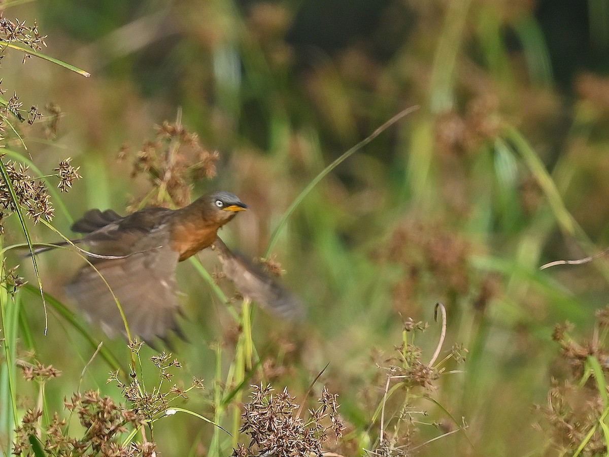 Rufous Babbler - ML627556391