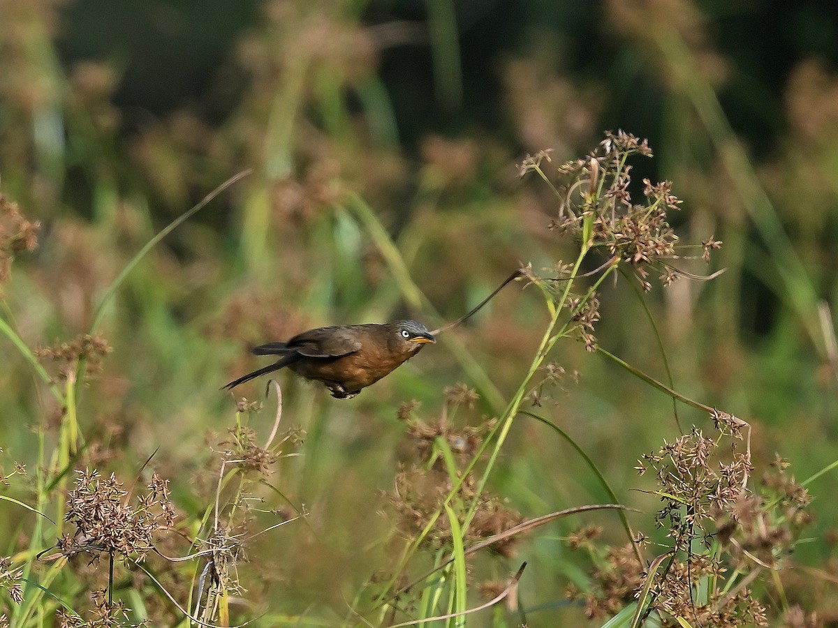 Rufous Babbler - ML627556392