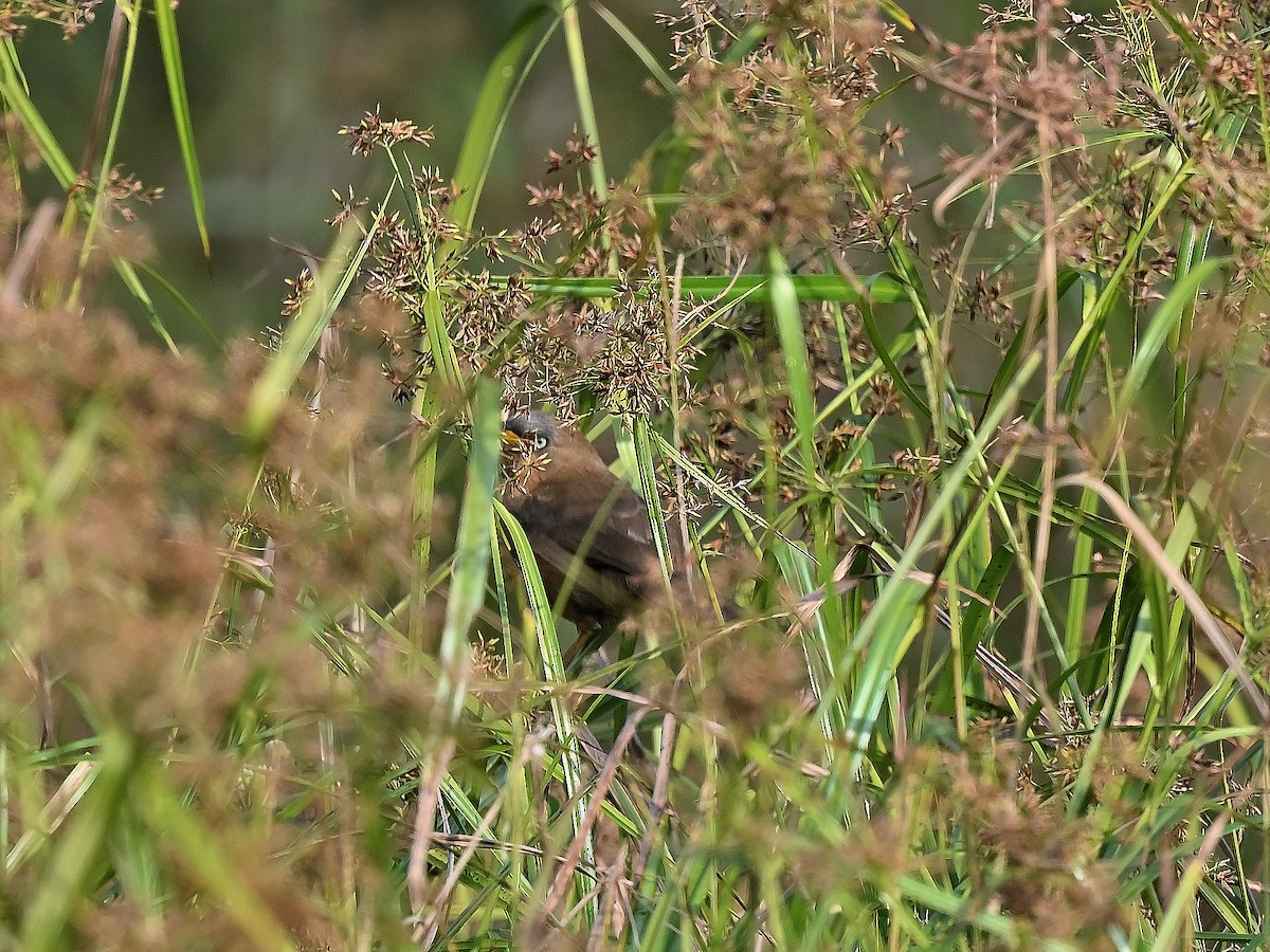 Rufous Babbler - ML627556393