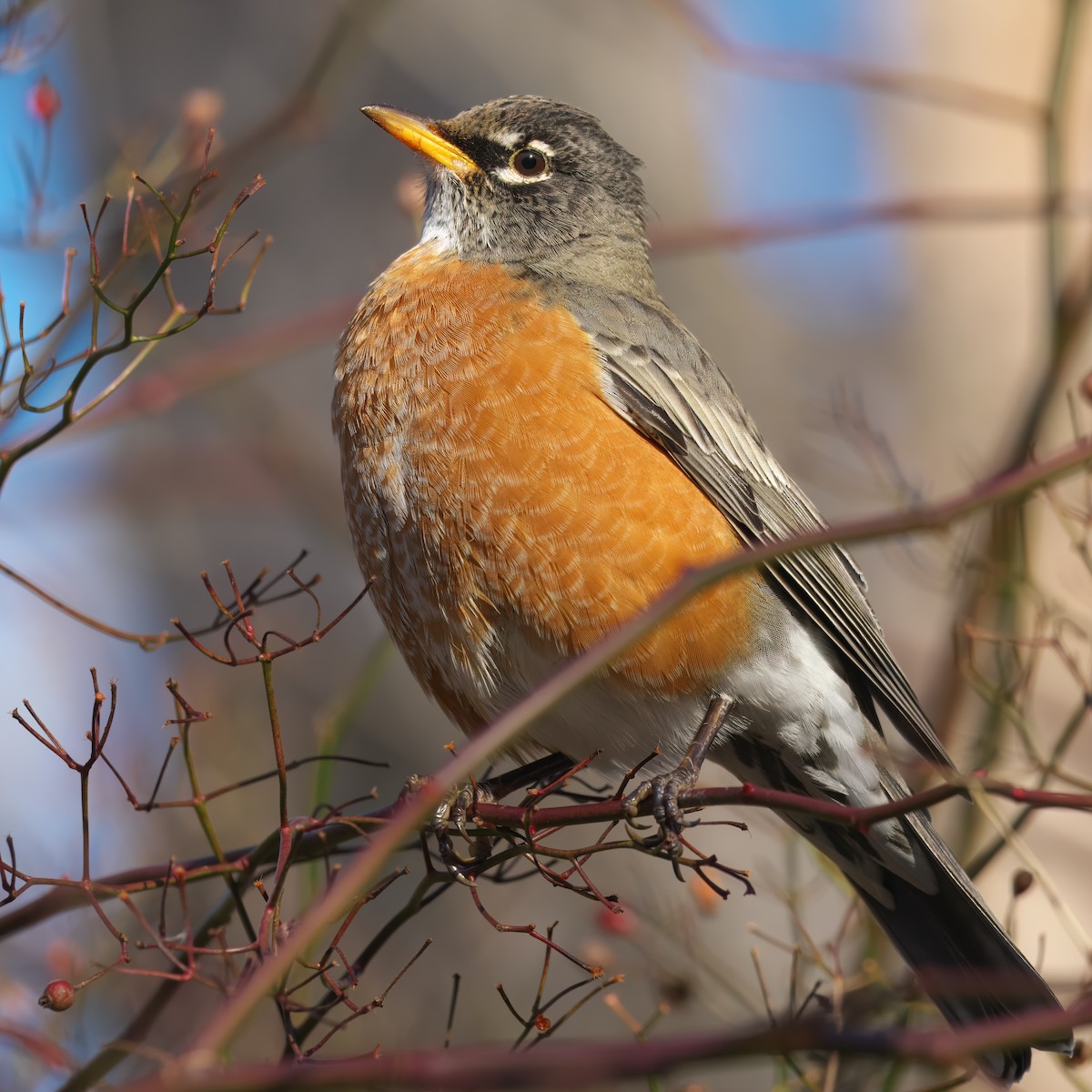 American Robin - ML627556398