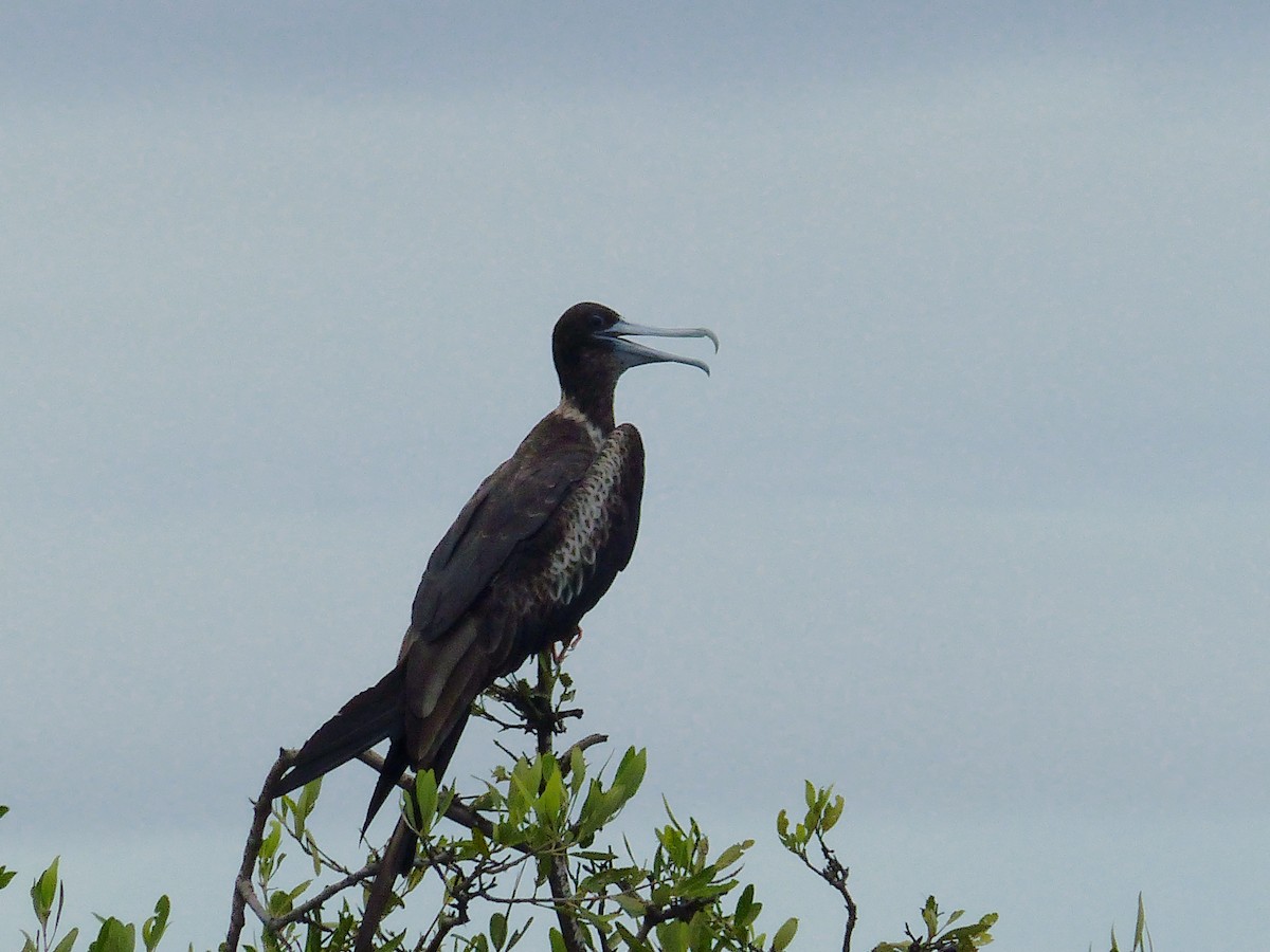 Prachtfregattvogel - ML62755641