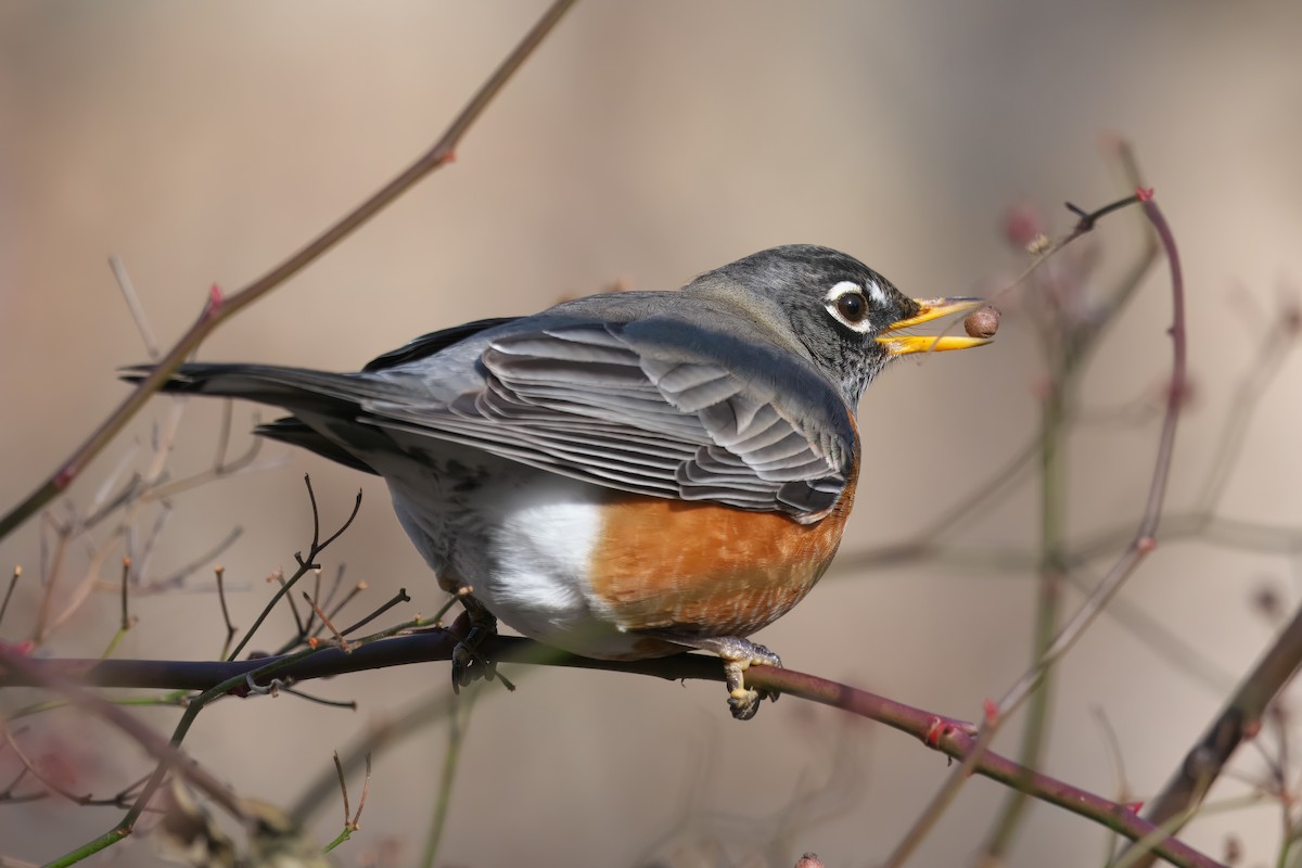 American Robin - ML627556414