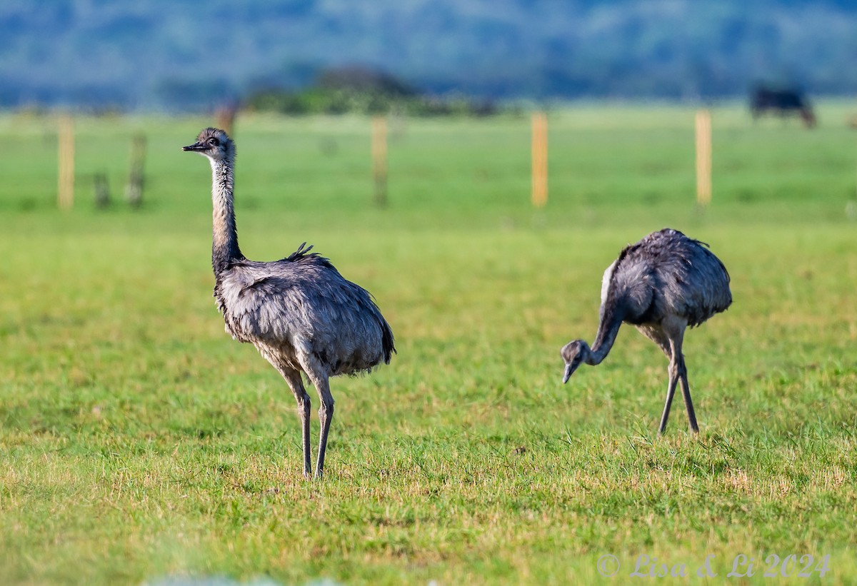 Greater Rhea - ML627556534