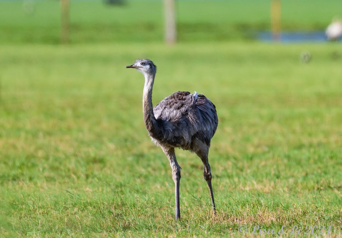 Greater Rhea - ML627556535