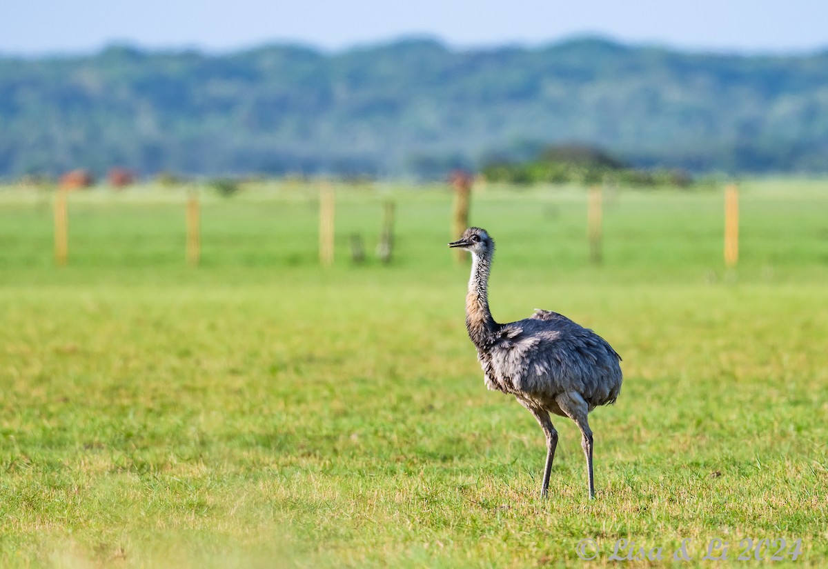 Greater Rhea - ML627556536