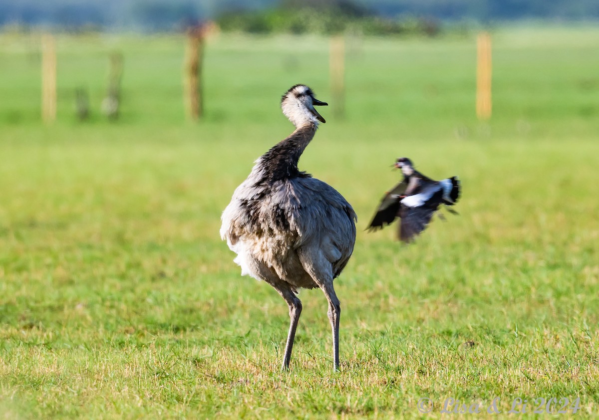 Greater Rhea - ML627556537