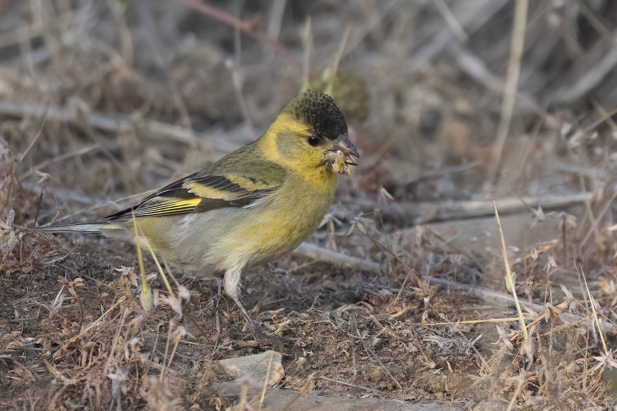 Black-chinned Siskin - ML627556543