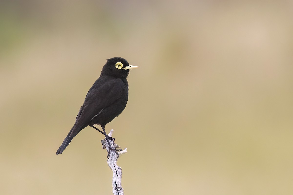 Spectacled Tyrant - ML627556555