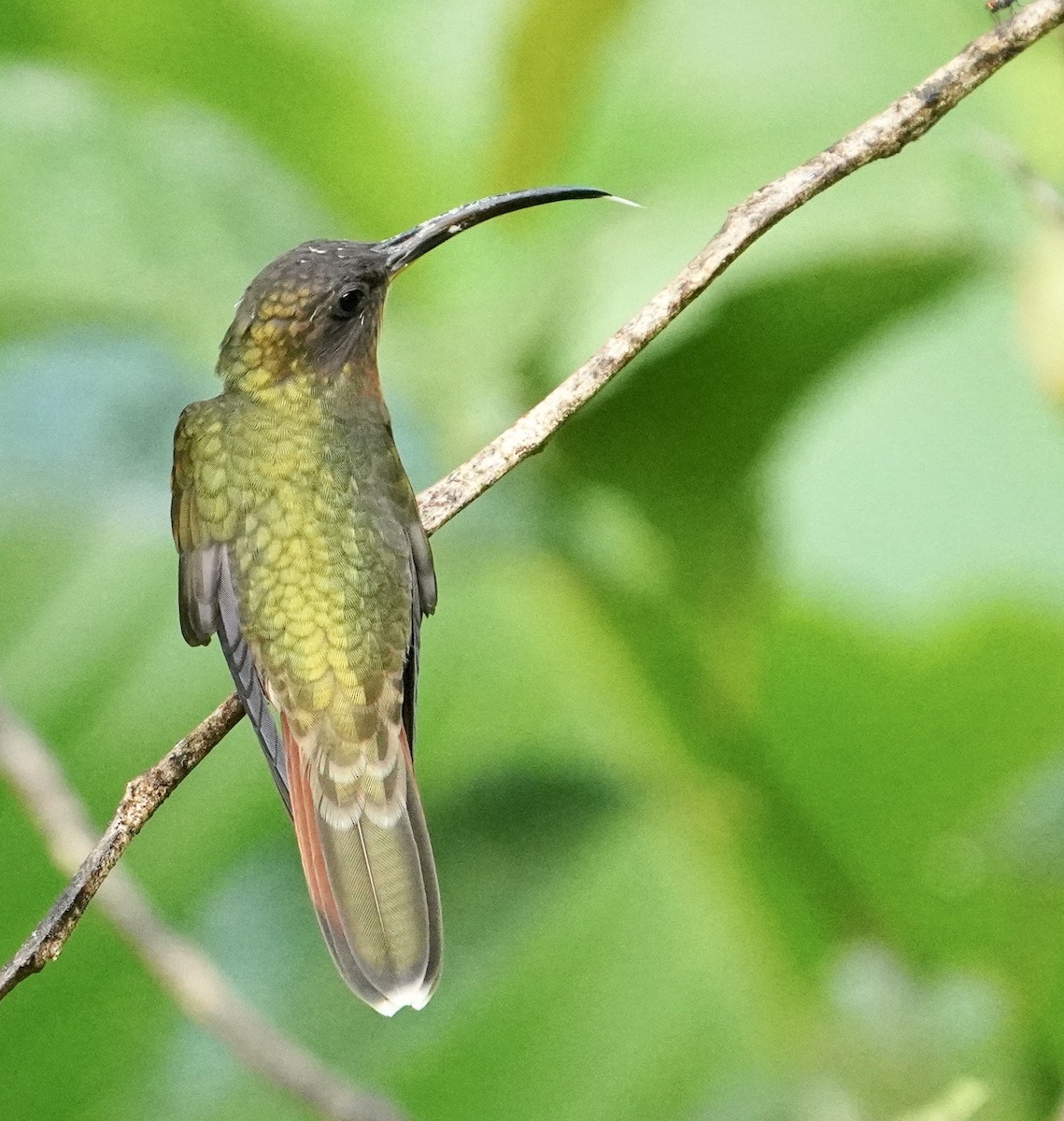 Rufous-breasted Hermit - ML627556568