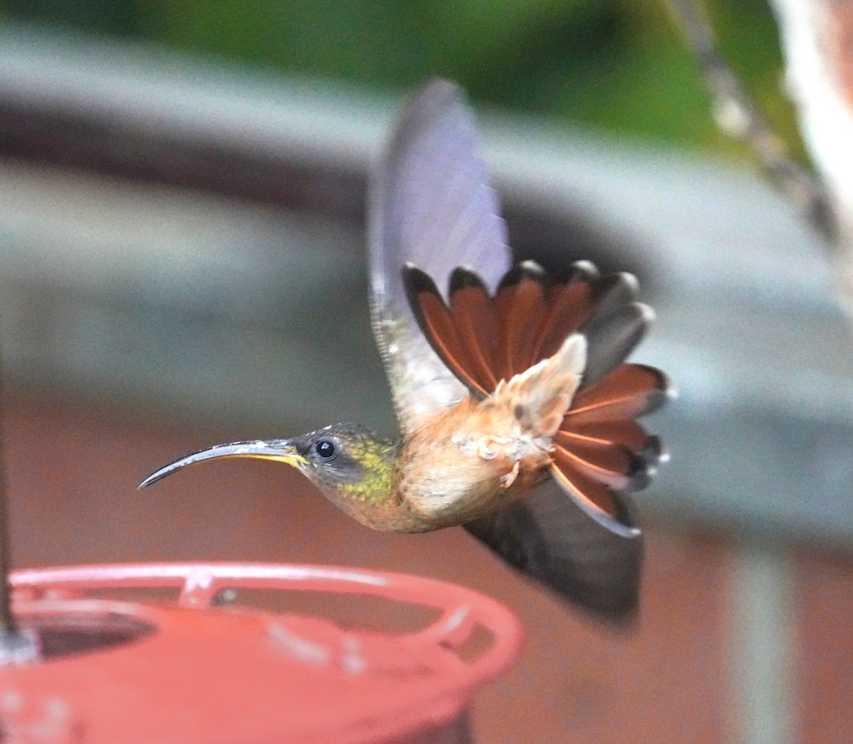 Rufous-breasted Hermit - ML627556569