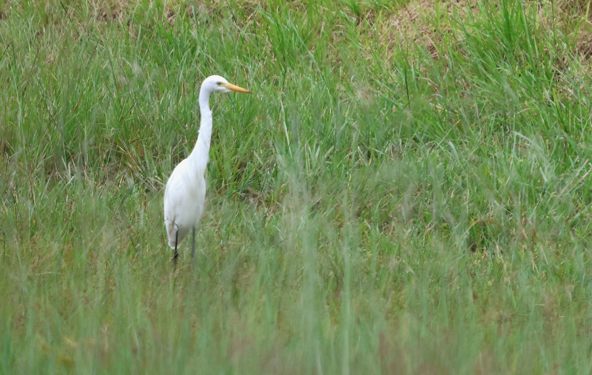 Plumed Egret - ML627556718