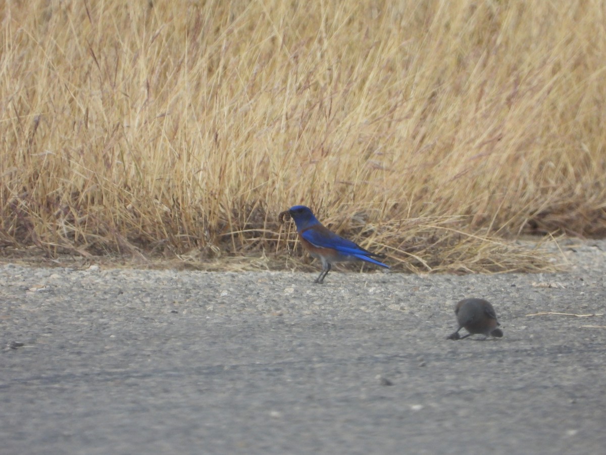 Western Bluebird - ML627556814