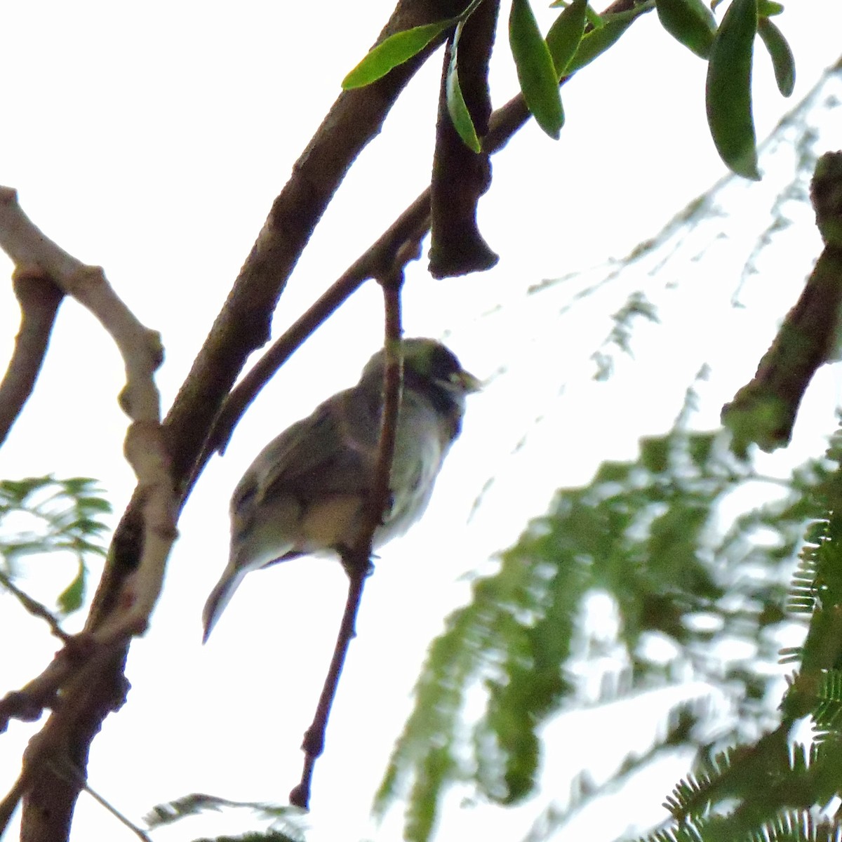 Yellow-bellied Seedeater - ML627556873