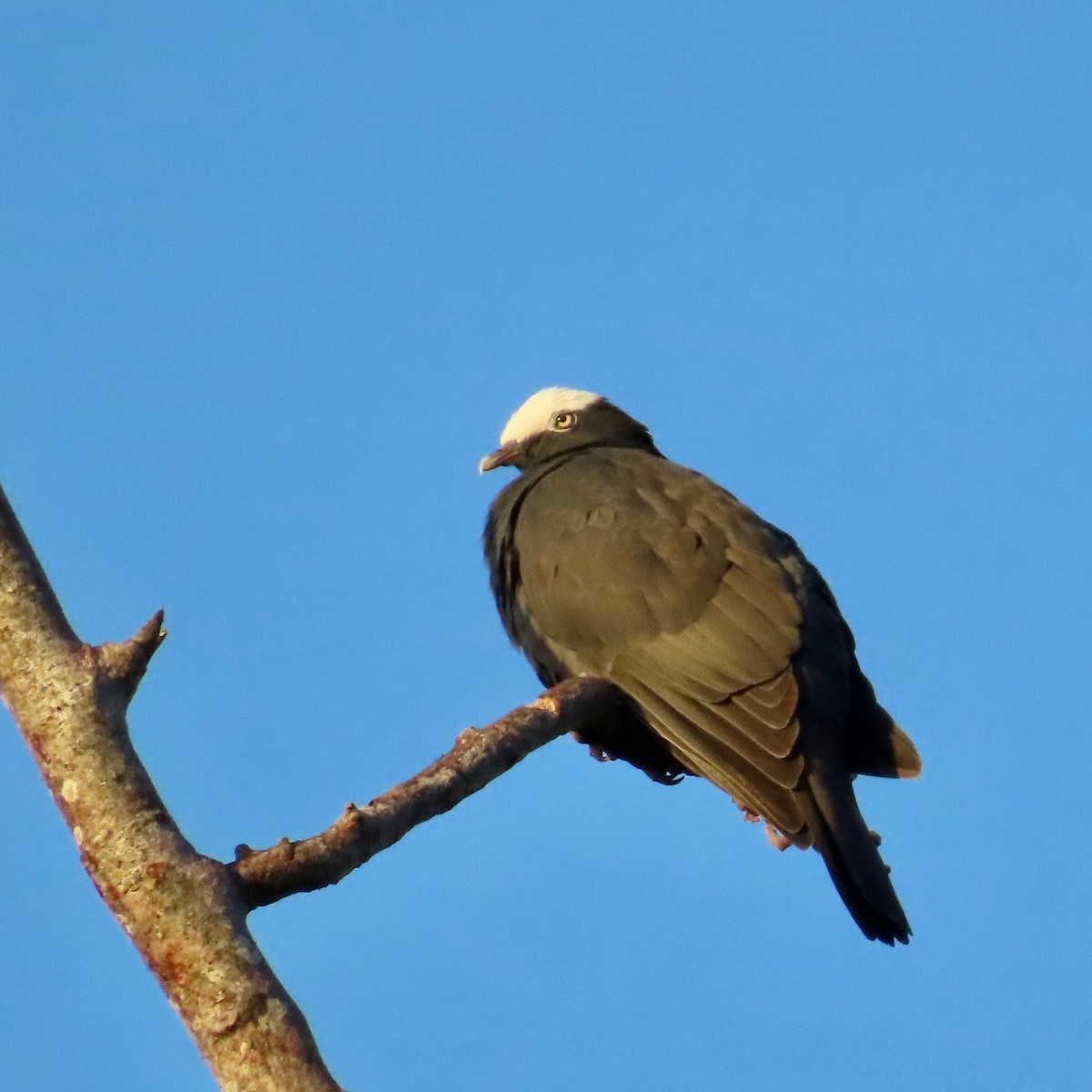 White-crowned Pigeon - ML627556912