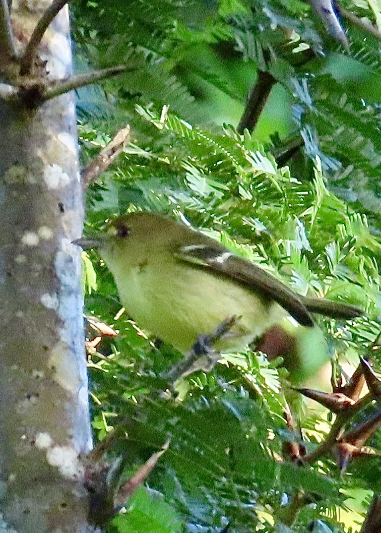 Mangrove Vireo - ML627556929