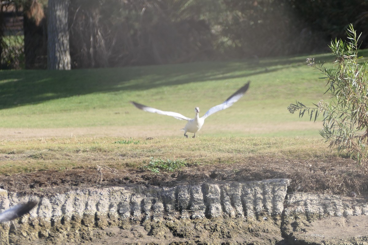 Ross's Goose - ML627556937