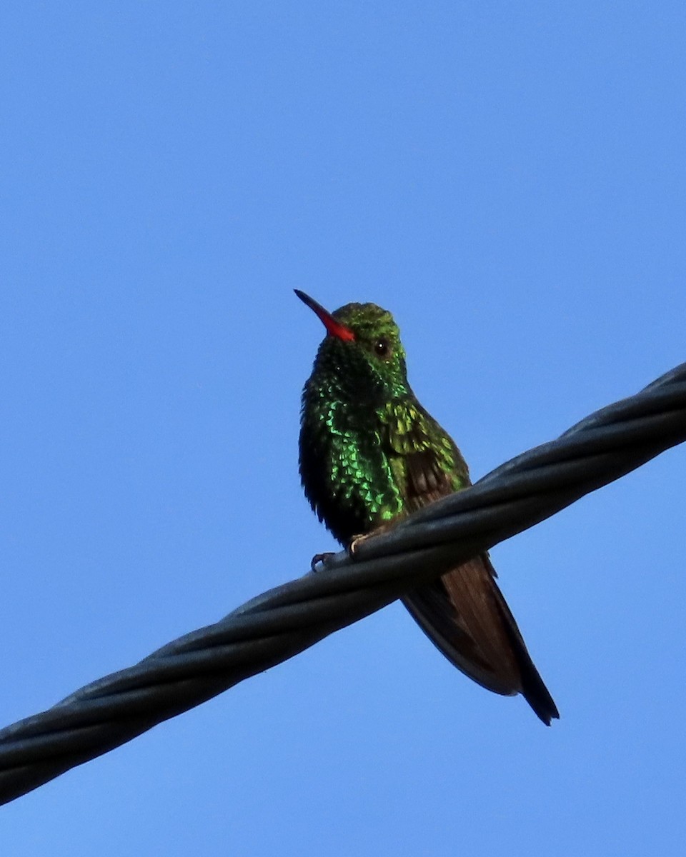 Canivet's Emerald - ML627556940