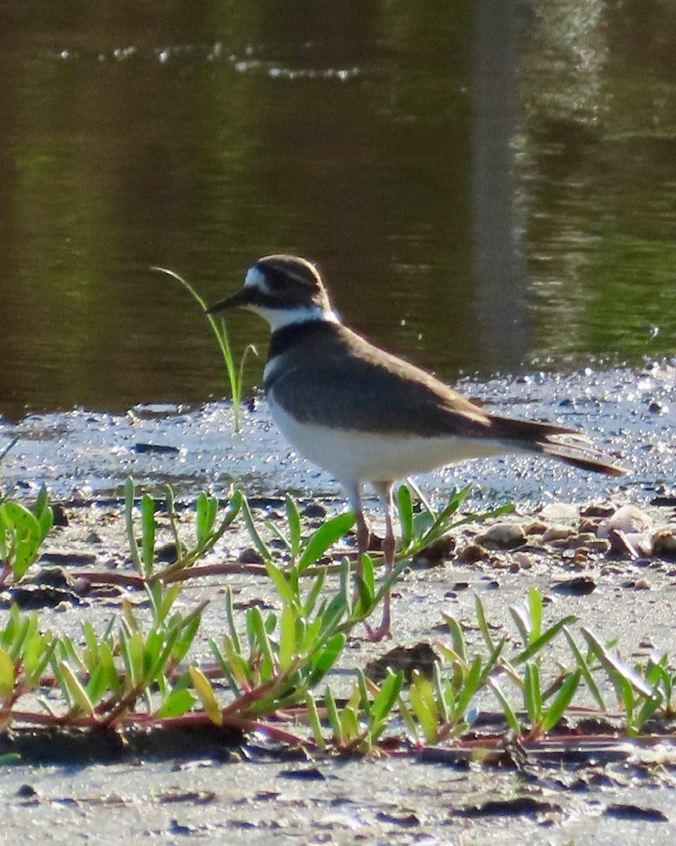 Killdeer - ML627556965