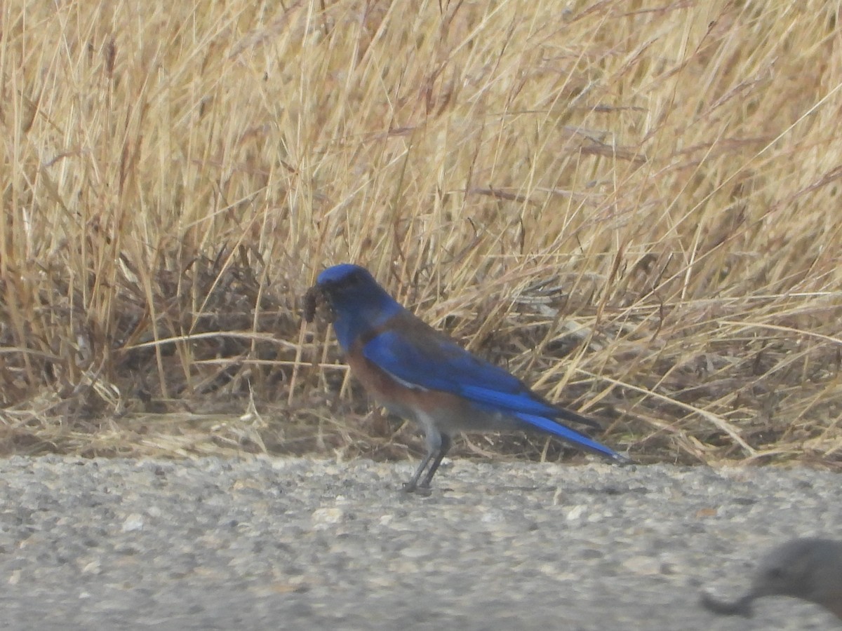 Western Bluebird - ML627557021