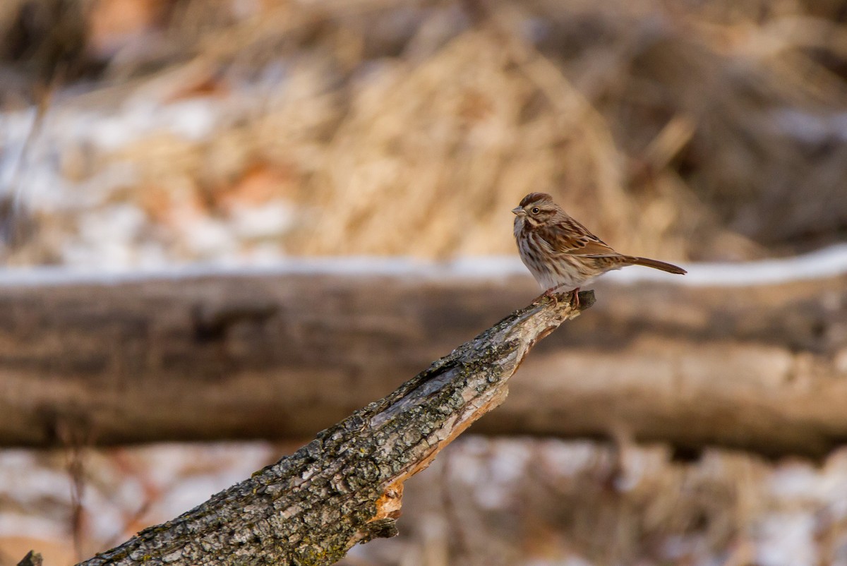 Song Sparrow - ML627557093