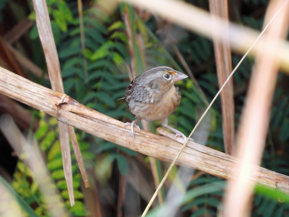 Grasshopper Sparrow - ML627557099