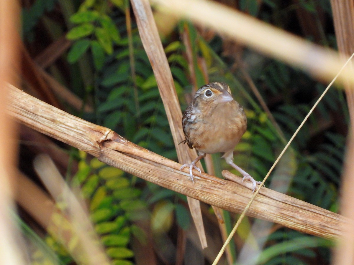 Grasshopper Sparrow - ML627557100