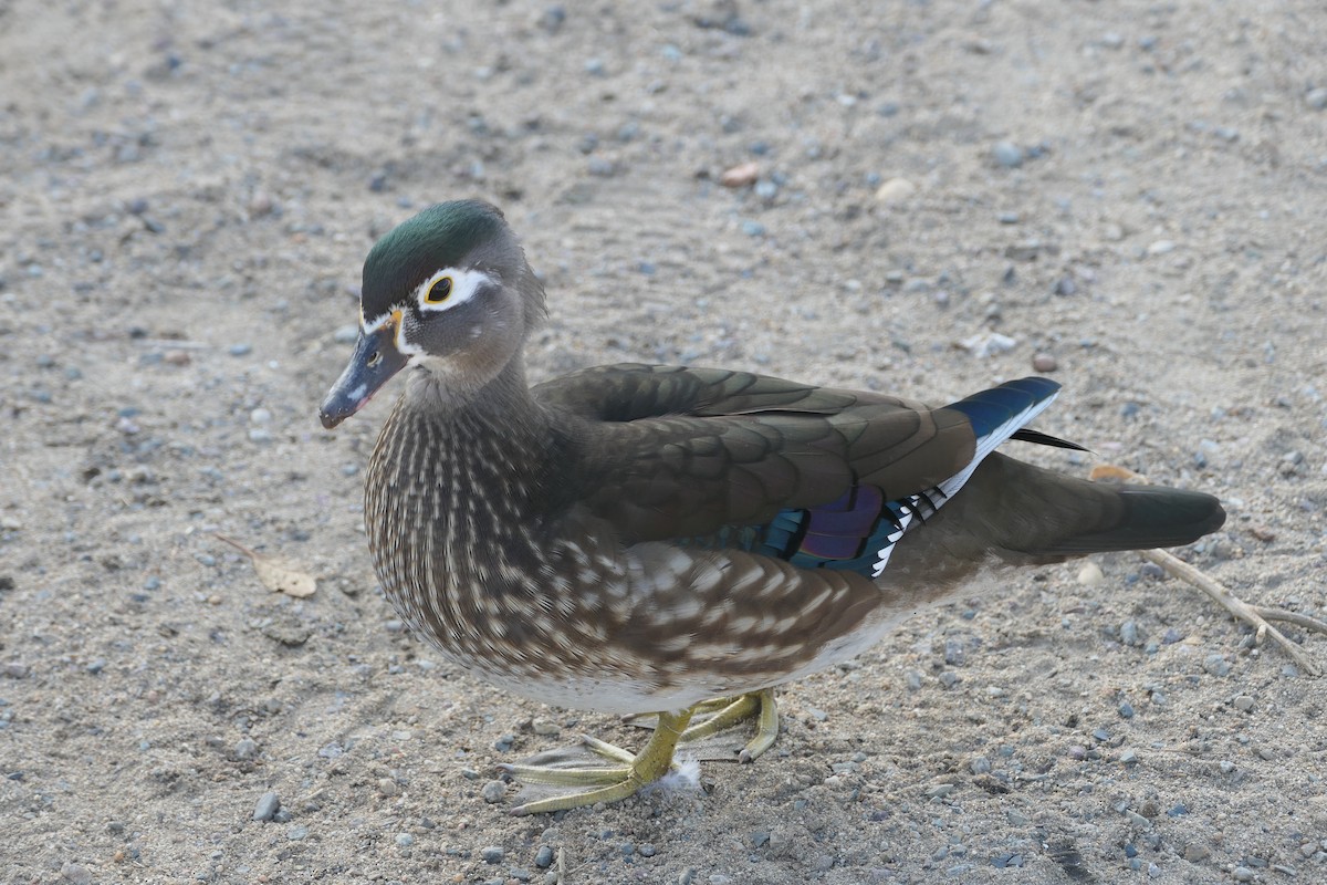 Wood Duck - ML627557156