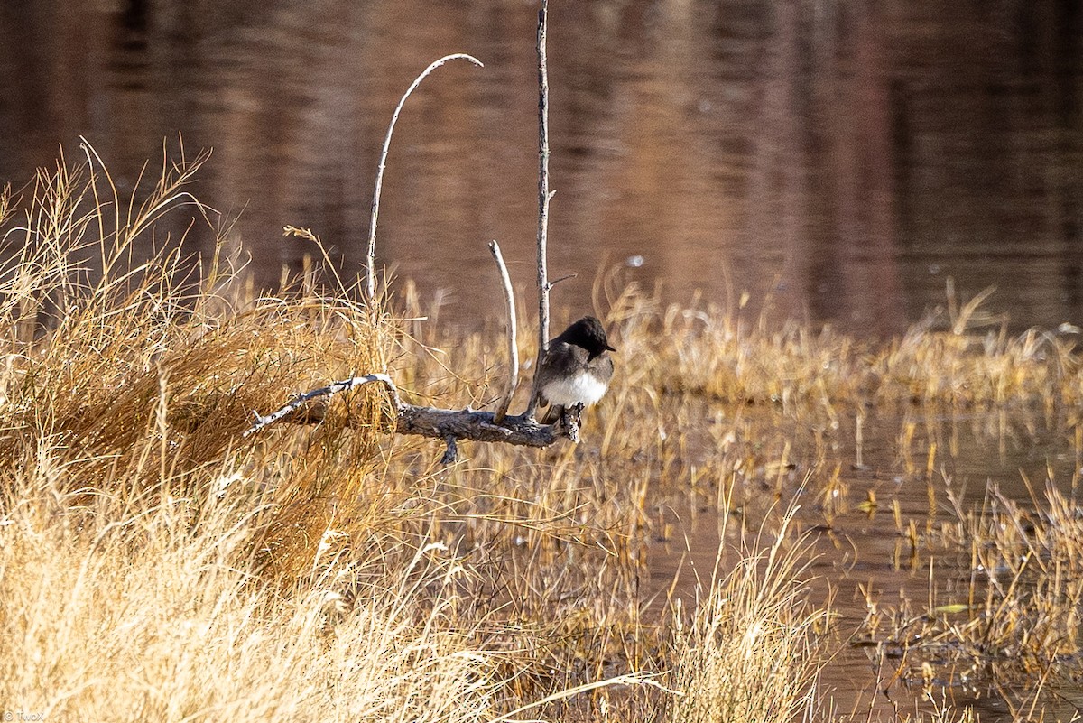 Black Phoebe - ML627557159