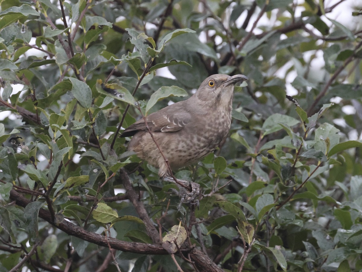 Curve-billed Thrasher - ML627557209