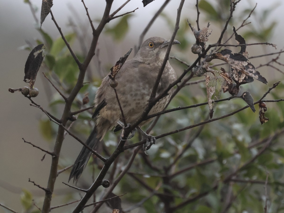 Curve-billed Thrasher - ML627557212