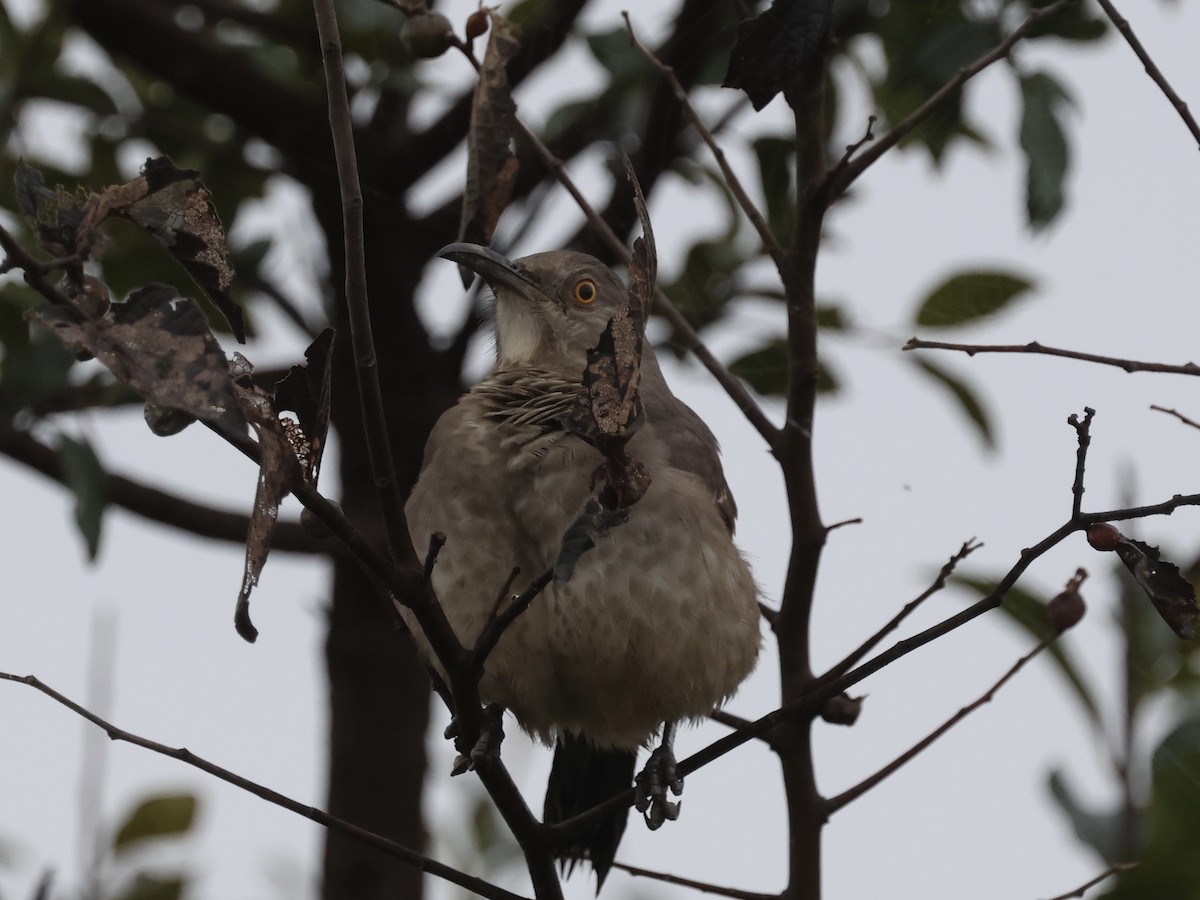 Curve-billed Thrasher - ML627557215