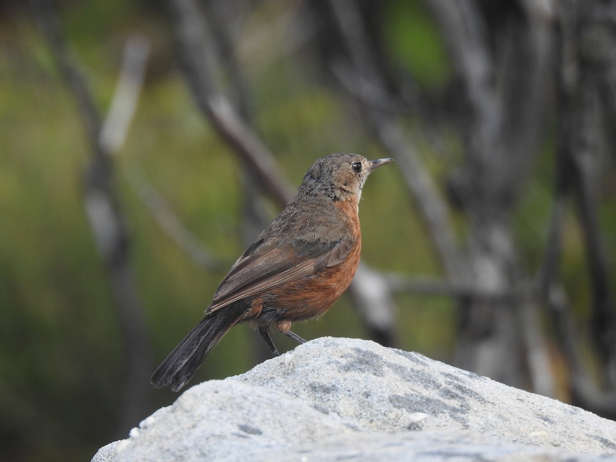 Rockwarbler - ML627557351