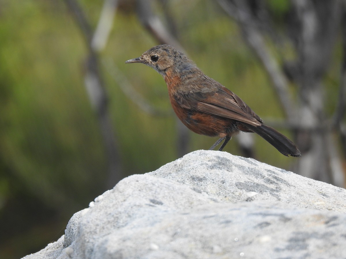 Rockwarbler - ML627557352