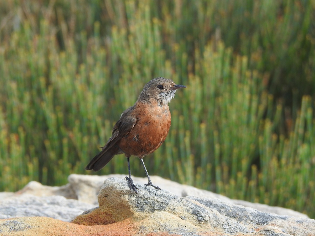 Rockwarbler - ML627557353