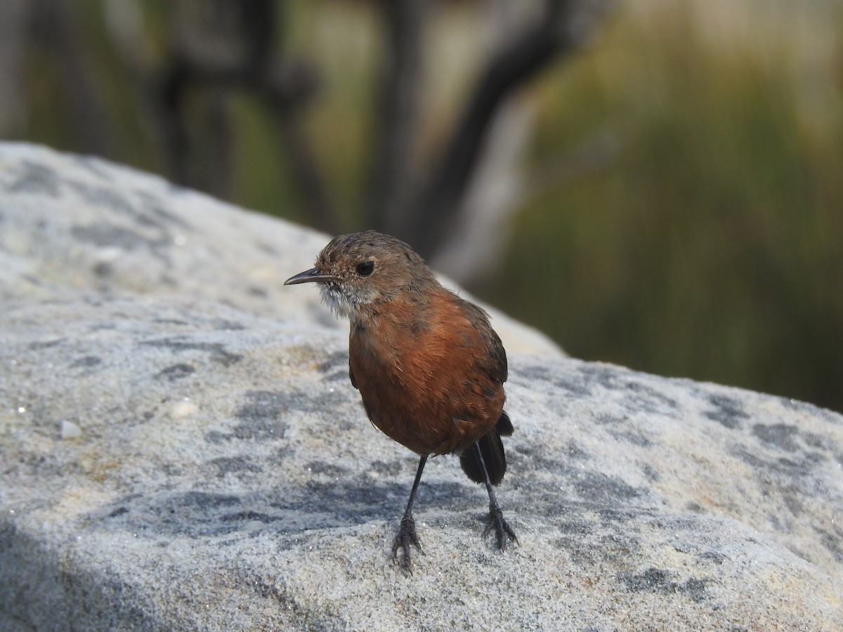 Rockwarbler - ML627557354