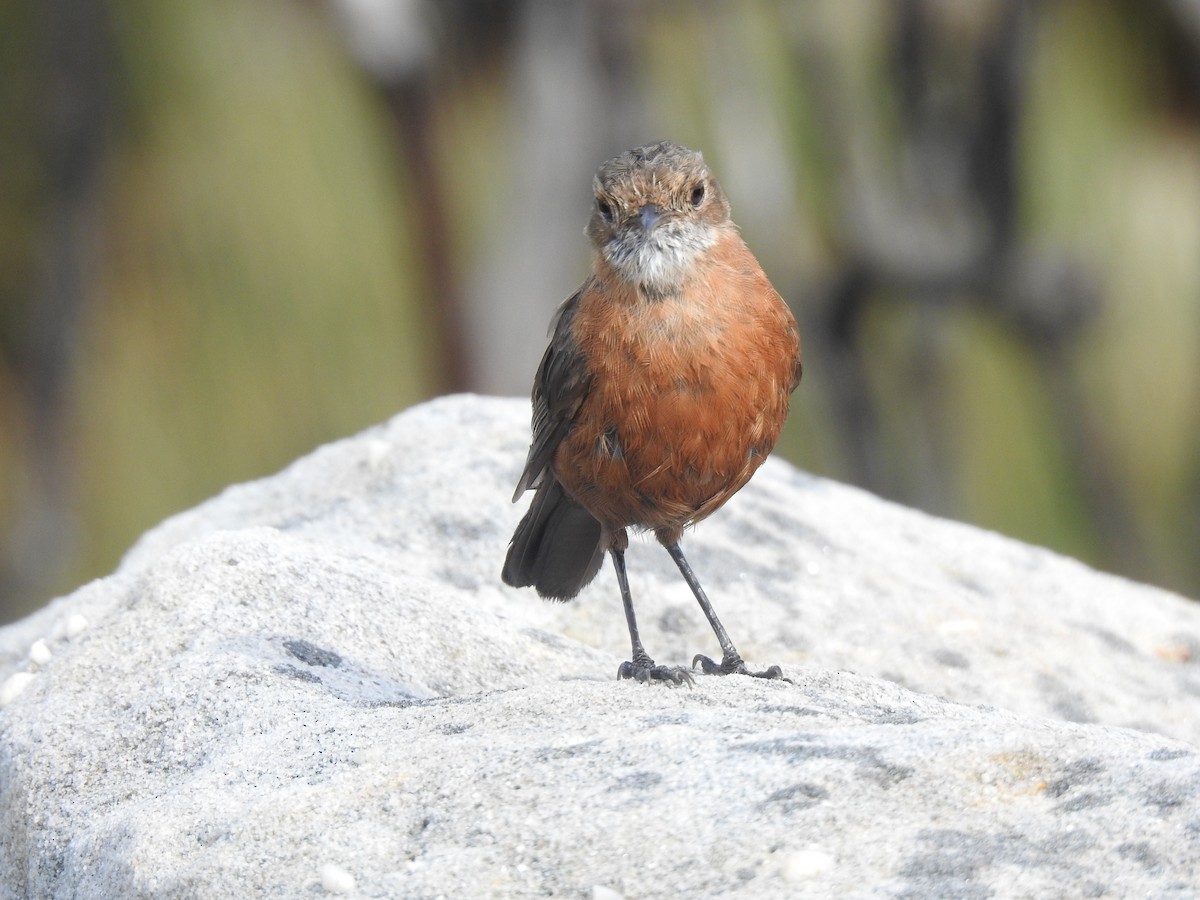 Rockwarbler - ML627557355
