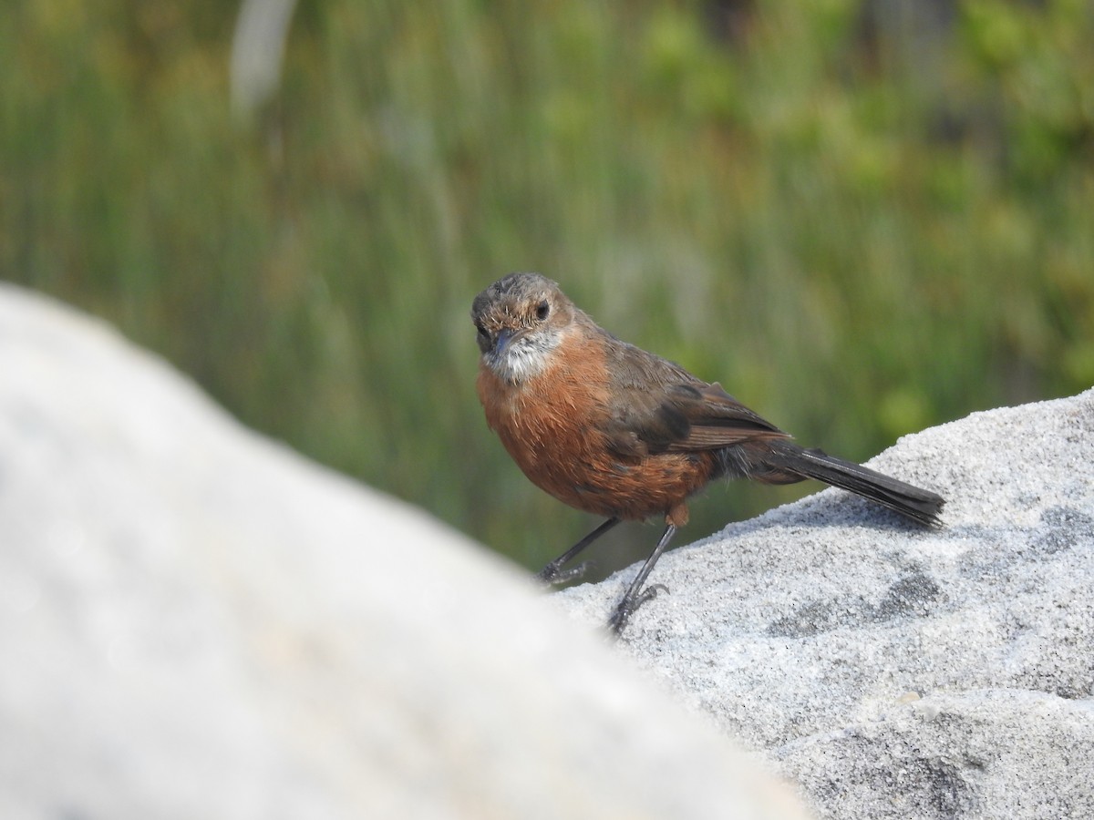 Rockwarbler - ML627557356