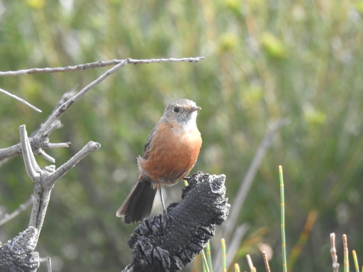 Rockwarbler - ML627557357