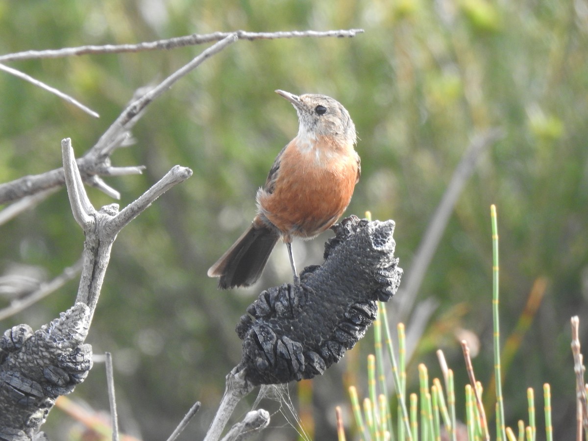 Rockwarbler - ML627557358