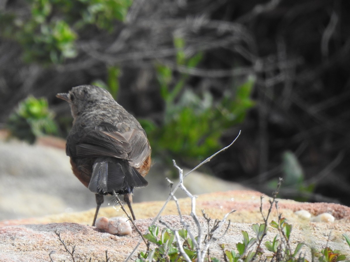 Rockwarbler - ML627557359