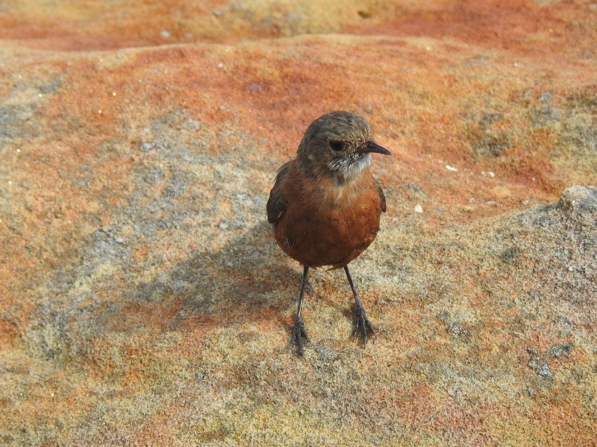 Rockwarbler - ML627557361