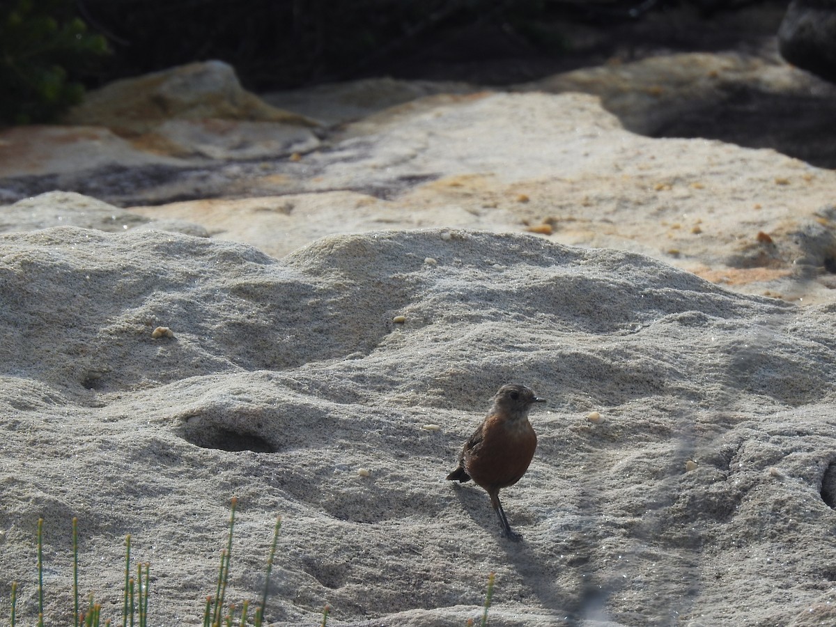 Rockwarbler - ML627557362