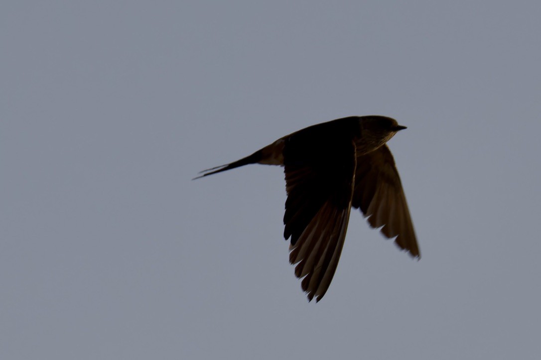 Eastern Red-rumped Swallow - ML627557395