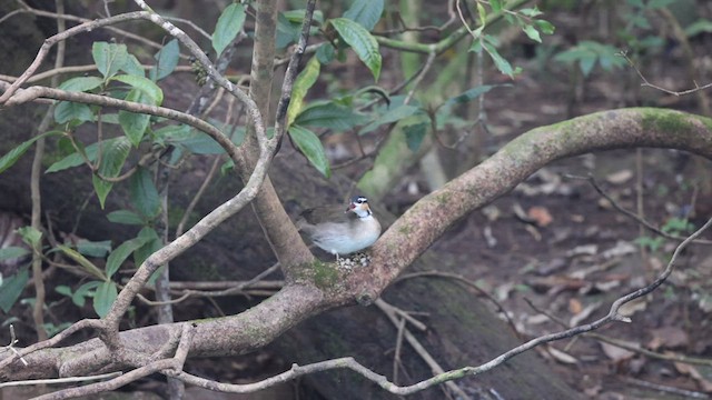Sungrebe - ML627557419