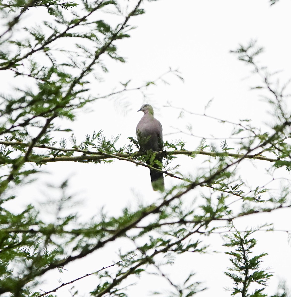 Red-eyed Dove - ML627557526