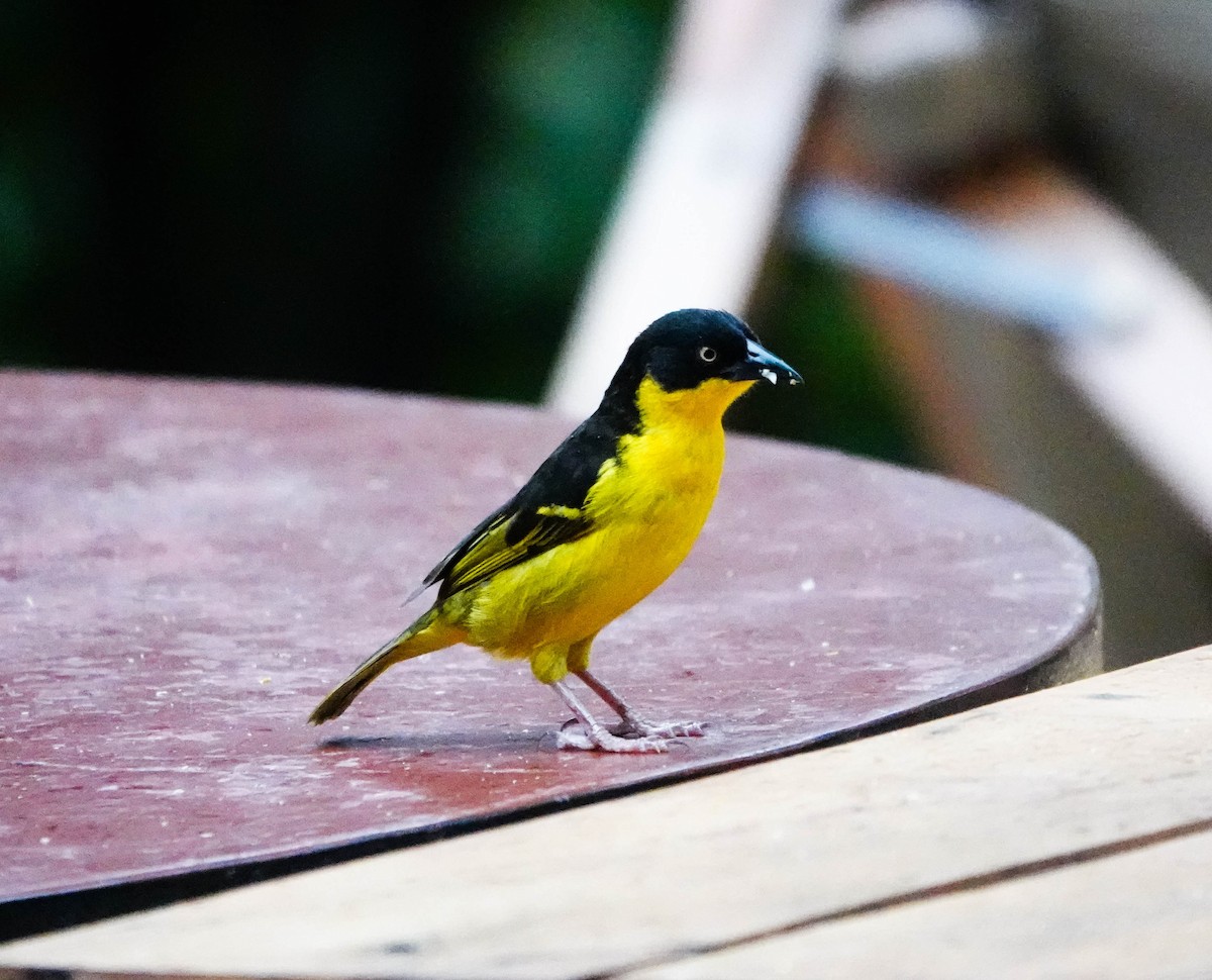 Baglafecht Weaver - ML627557539