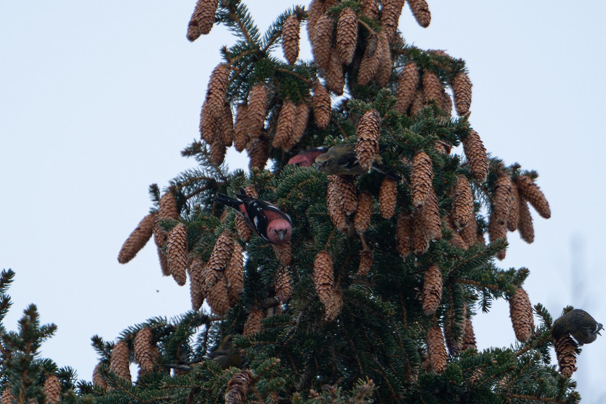White-winged Crossbill - ML627557557