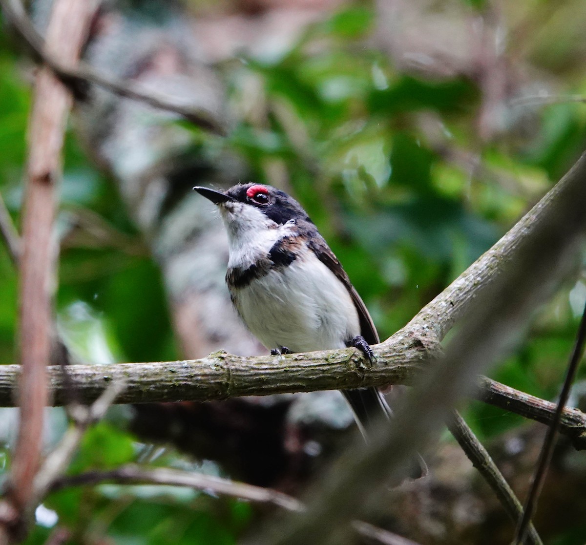 Black-throated Wattle-eye - ML627557621