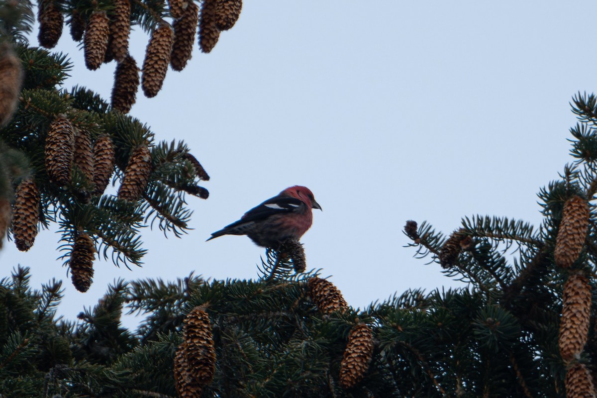 White-winged Crossbill - ML627557638