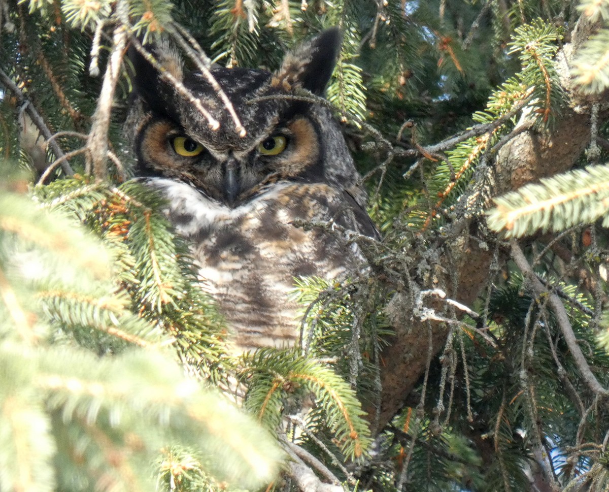 Great Horned Owl - ML627557642